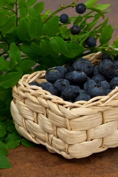 Blueberries - Blueberries