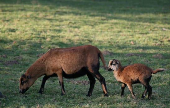 Sheep