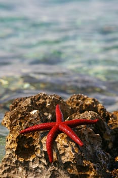 Starfish