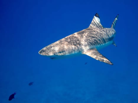 black tipped reef shark