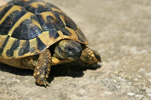 Turtle