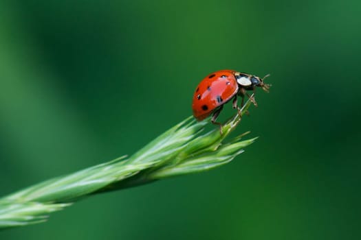 Ladybug,Green,Dots,Beetle,Red,Black,Cleaning,Nettle