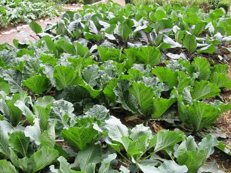 Cabbage in the vegetable patch