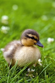 young ducks