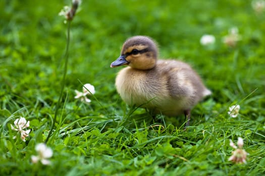 young ducks ...