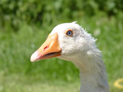 Domestic goose