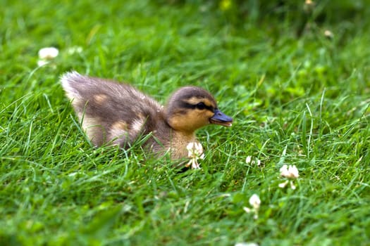 young ducks ...