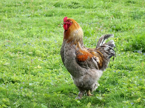Proud rooster