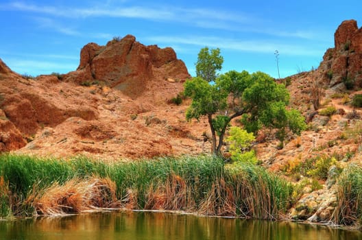Early morning at a winter desert pond