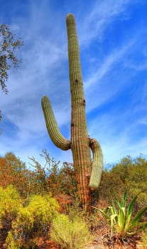 Saguaro cactus in the spring Arizona desert