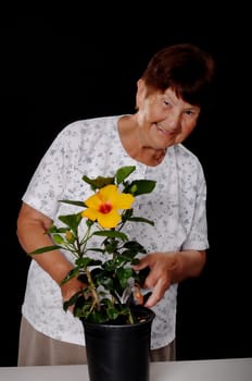 A Senior woman tending to a hibiscus