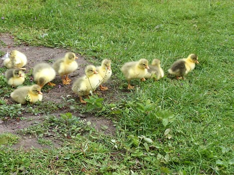 Poultry children