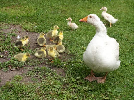Poultry children