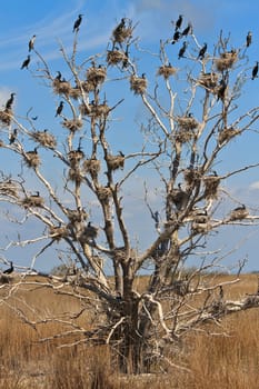 cormorant nests in a tree in Danube Delta, Romania