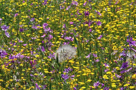 Field of blooming wild flowers. Springtime background.