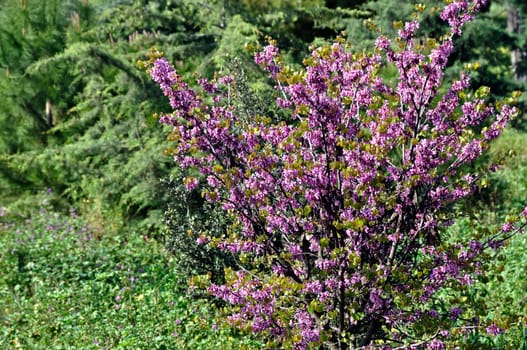 Blooming lilac plant which flowers only for a couple of weeks in May. Spring colors.