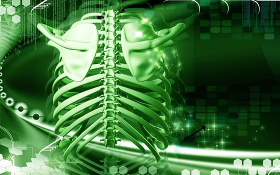Digital illustration of collar bone in colour background