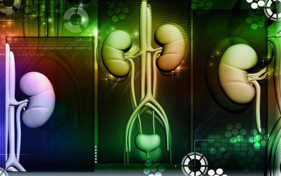 Digital illustration of kidney in colour background