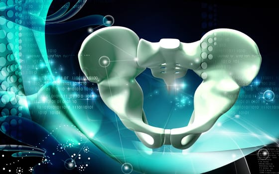 Digital illustration of pelvic girdle in colour background
