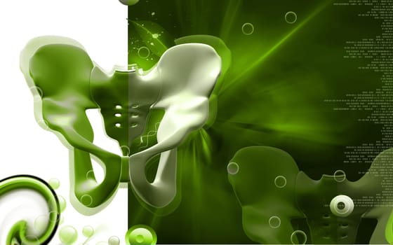 Digital illustration of pelvic girdle in colour background