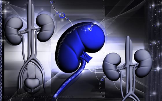 Digital illustration of kidney in colour background
