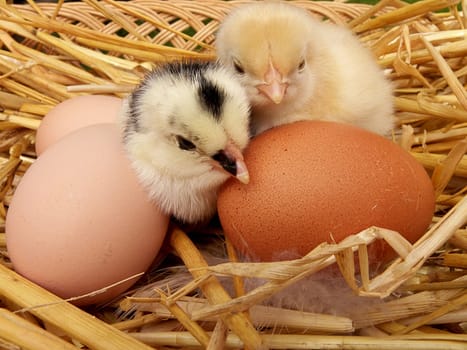 newborn