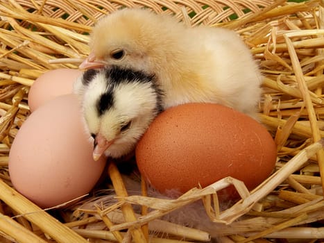 newborn