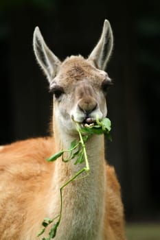 Guanaco