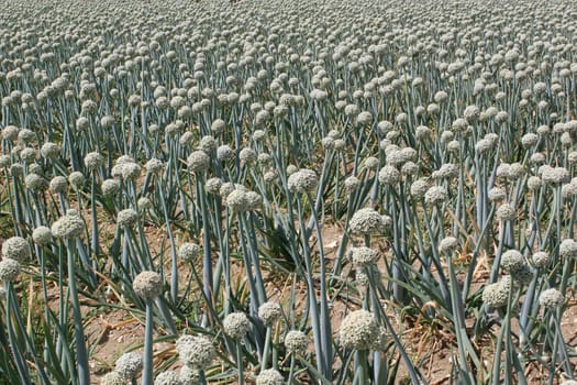 A field of onions in perspective for organic farming