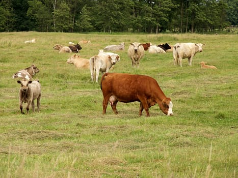 Organic Cattle