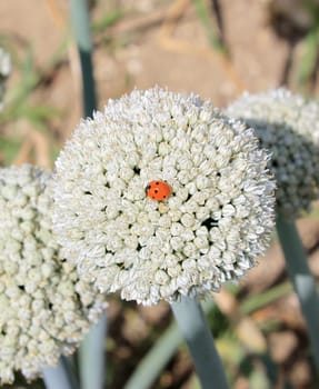 a ladybug on a flower close-up of onions