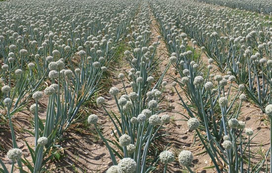 A field of onions in perspective for organic farming
