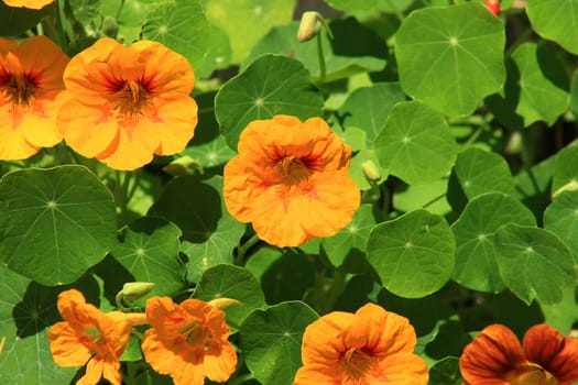 Close-up of orange nasturtium with leaves
