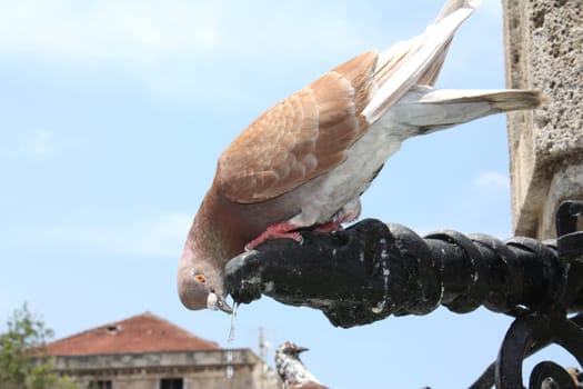 Dove drinks at the fountain