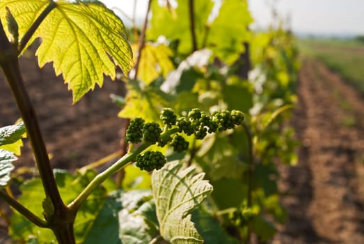 Ovary of grapevine
