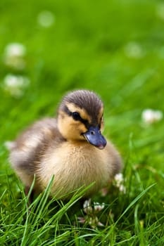 young ducks ...