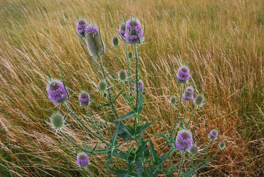 Wild teasel in the wheat field