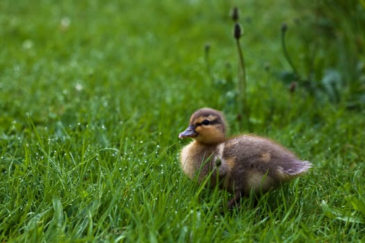 young ducks ...