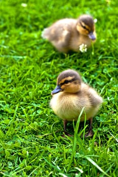 young ducks ...