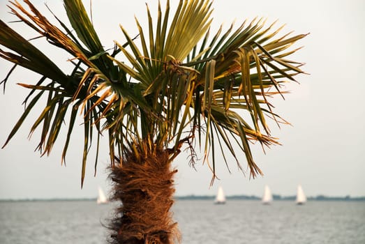 Palm tree with sailing ships