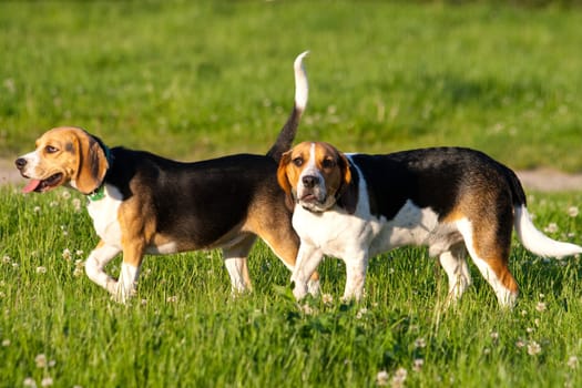 Happy beagle dogs in a park