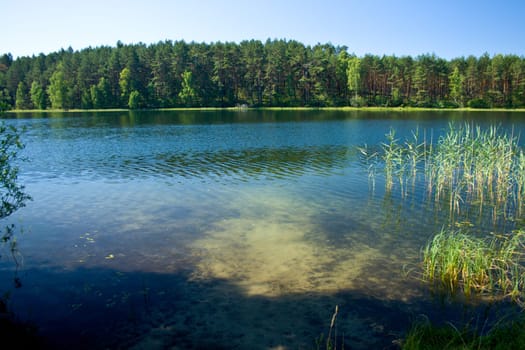Summer landscape at the lake and forest
