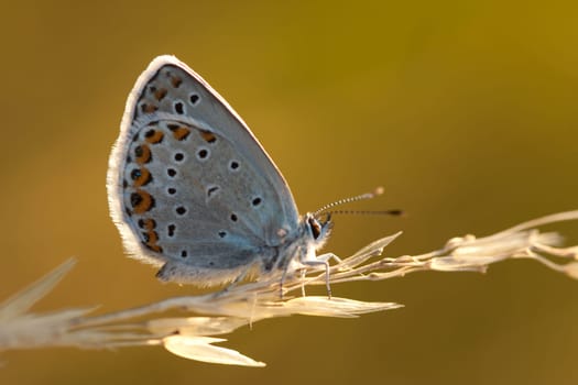 Butterfly - Polyommatus icarus - in the morning light