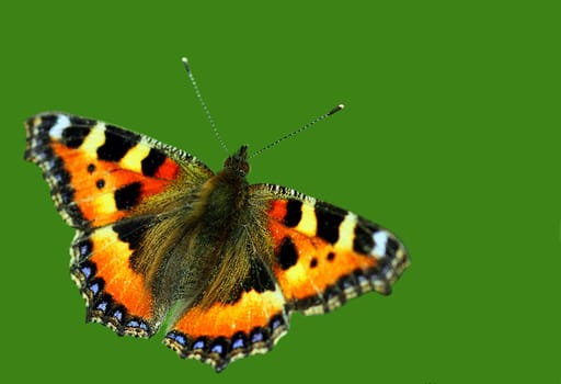 Aglais urticae