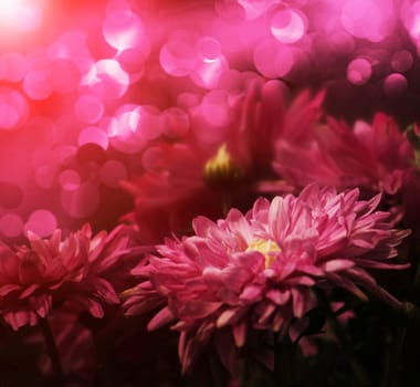 Flowers without food