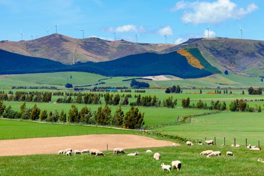 Grazing sheep with wind farm in the background