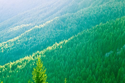 Pine forest covering the mountainside near Queenstown, New Zealand