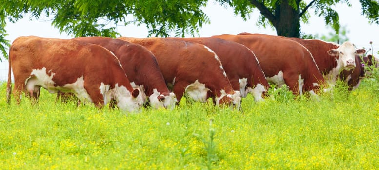 Cattle feeding on grass in a field