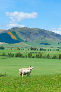Image of sheep grazing in the fields of New Zealand