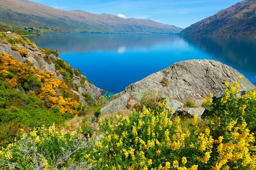 Image of the wildflowers and mountains surrounding Lake Wakatipu in New Zealand